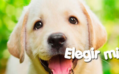 Elegir a tu perro