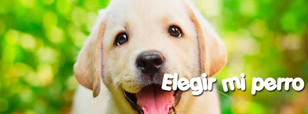 elegir un perro