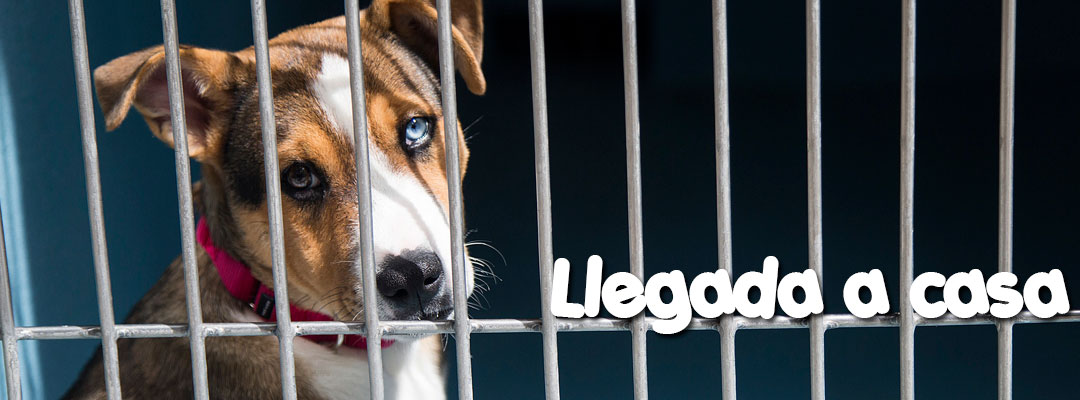 Llegada del Perro a casa