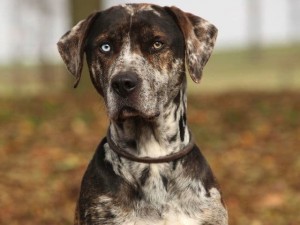Las razas de perros: Historia, Características y Cuidados
