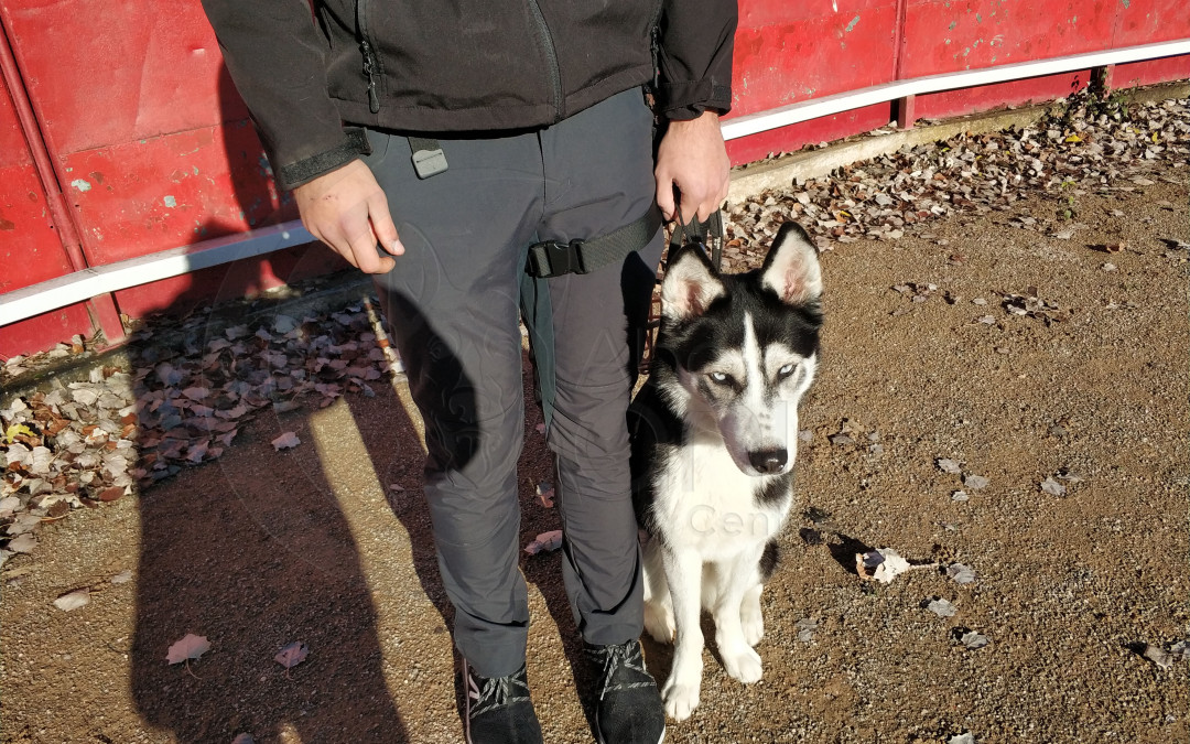 Un husky en nuestra vida