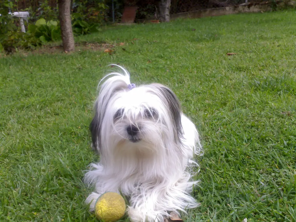 Adiestramiento canino a domicilio la rioja