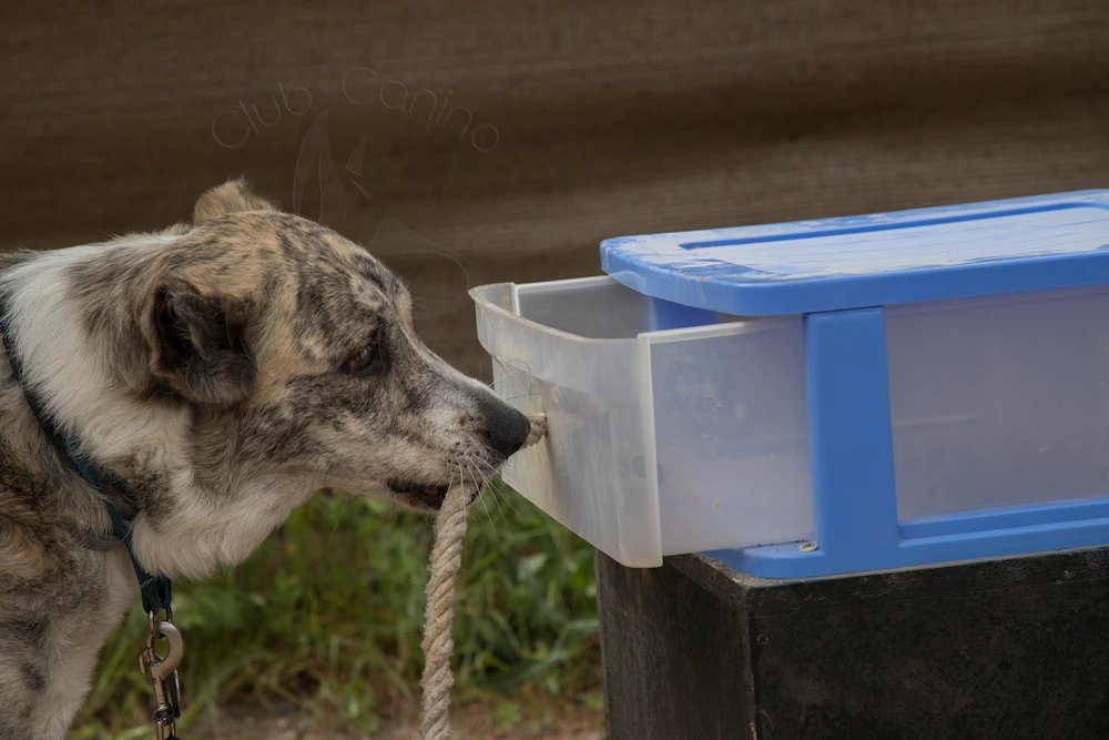 adiestramiento canino profesional la rioja