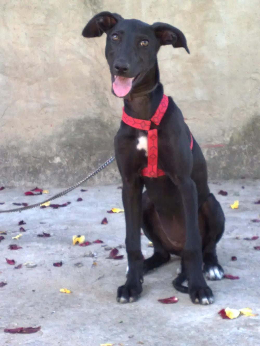 beneficios adiestramiento canino a domicilio
