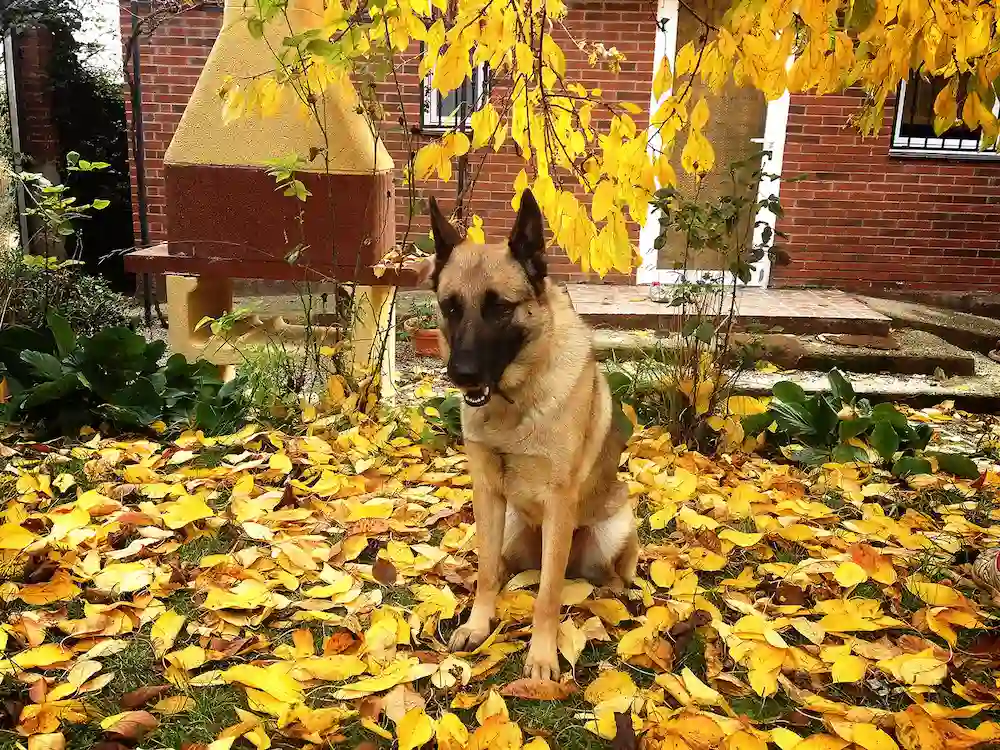contrata servicio adiestramiento canino a domicilio la rioja