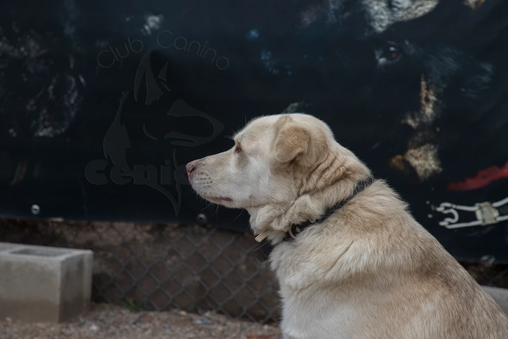 contratar adiestramiento canino la rioja