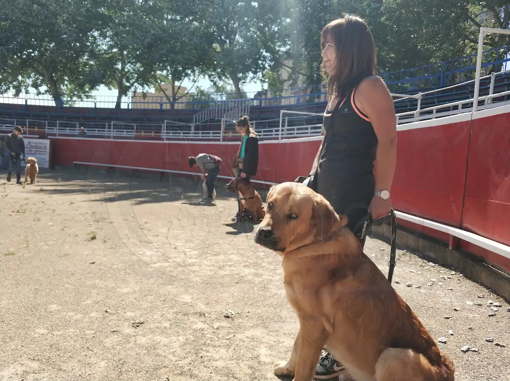 metodos de entramiento para perros