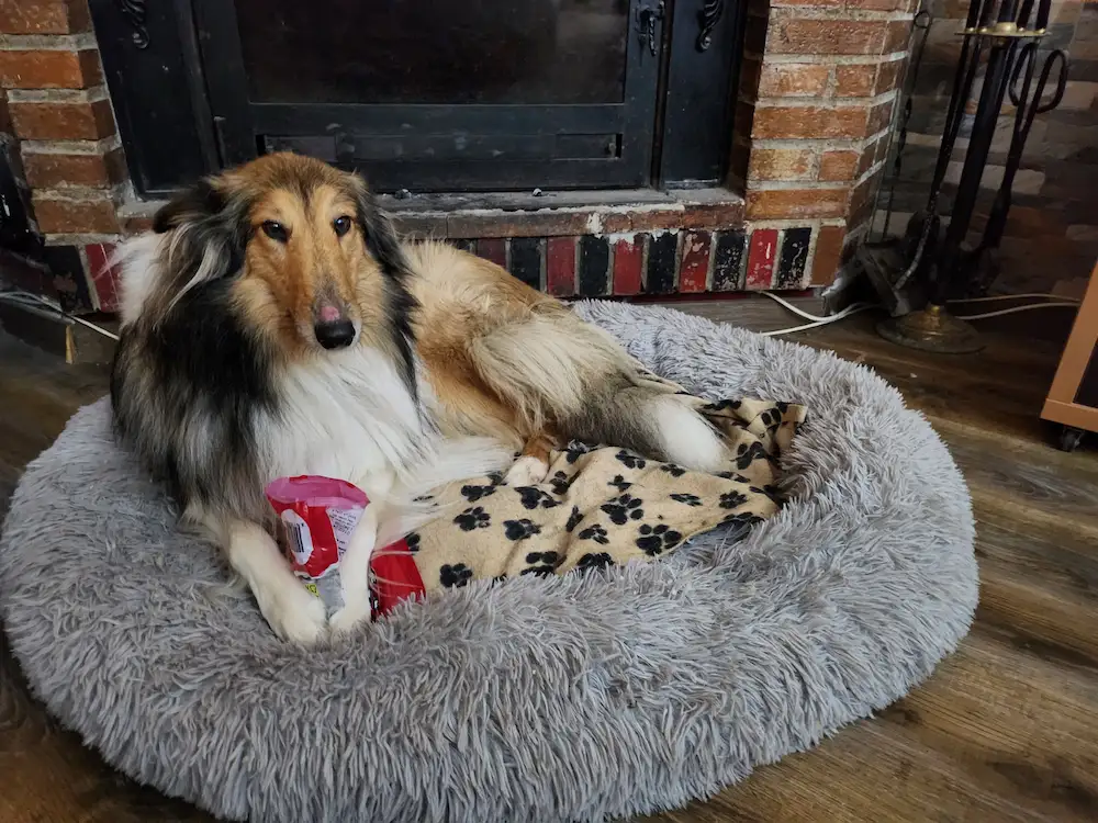 precios servicio adiestrador canino a domicilio
