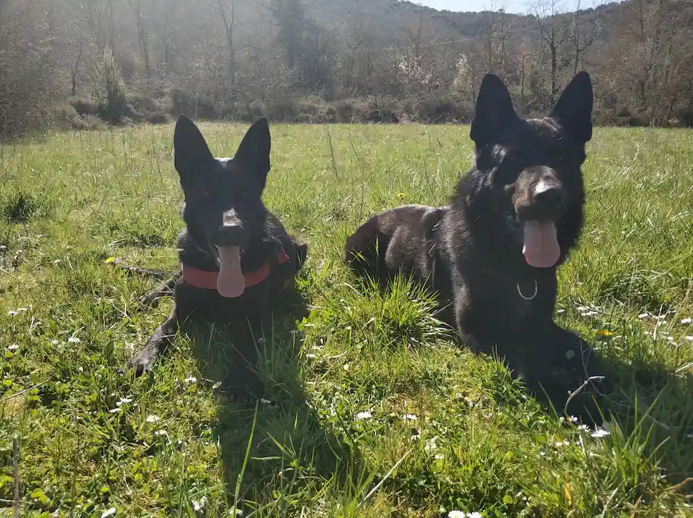 servicios adiestramiento canino a domicilio la rioja
