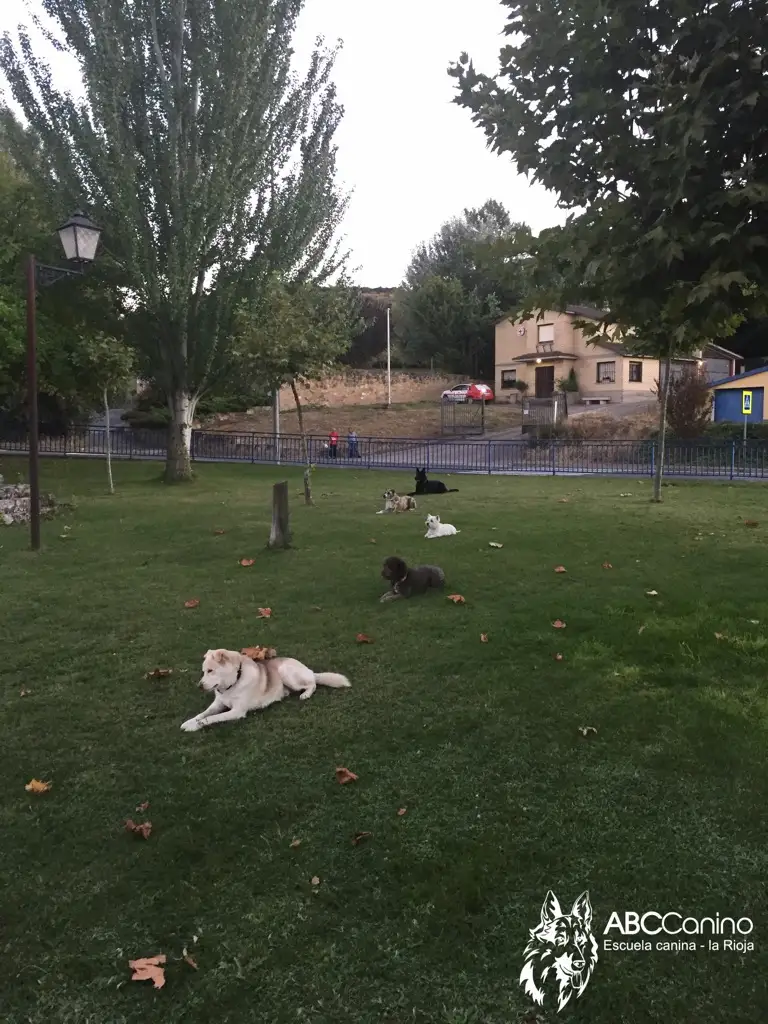 beneficios adiestramiento canino centro especializado