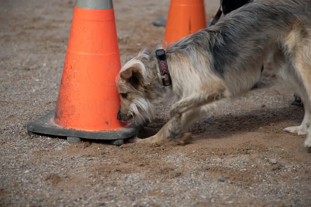servicios adiestramiento canino la rioja