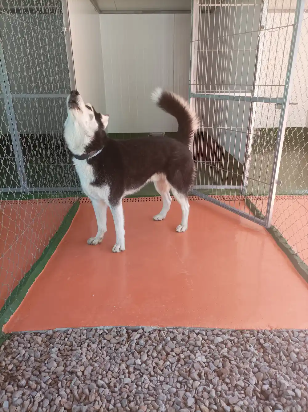 servicios residencia canina