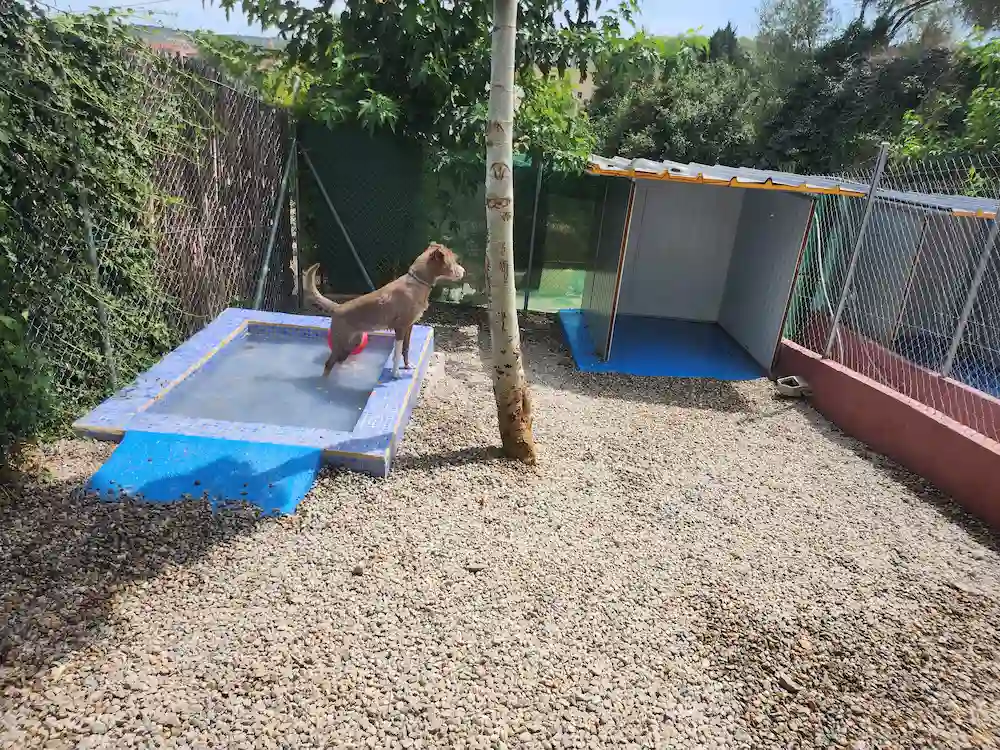 Atencion personalizada guarderia canina