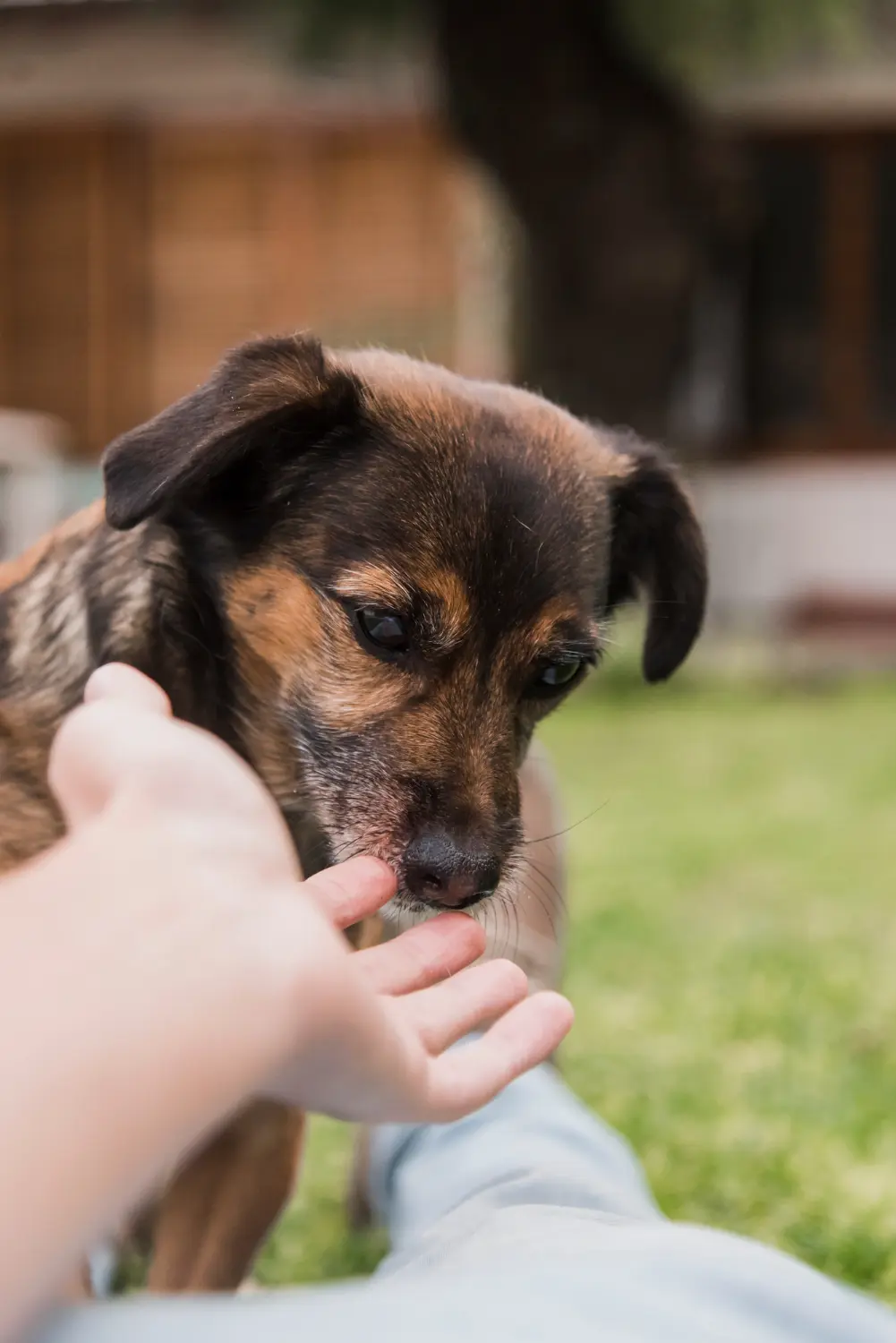Guarderia canina en La Rioja