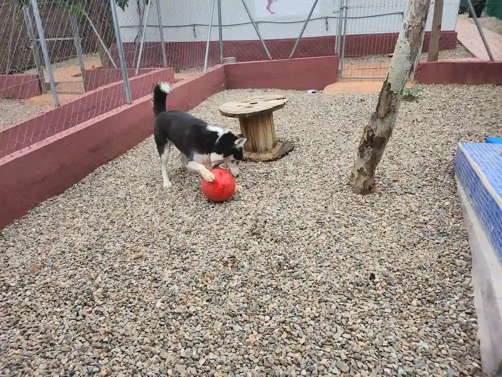 opiniones hotel canino