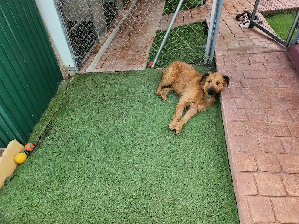precios guarderia canina