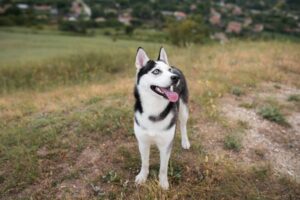 adiestrar border collie cachorro
