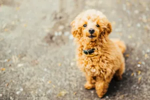 Cómo educar y entrenar un perro cachorro desde los 2 meses
