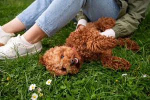 educar cachorro de 2 meses